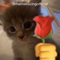 suara asli - MemeKucing≽^•⩊•^≼