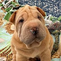 pugsley_sharpei_johnson