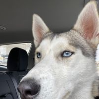 princessthehusky
