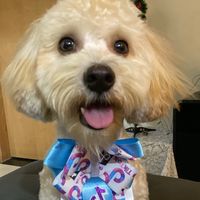 dogminduim