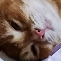 suara asli - ! ꒱ִ ࣪🍙 숩 ky⍰m!chi ! 🥢  ࣪