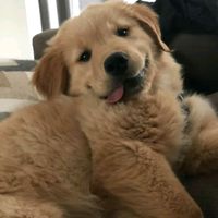 dog_fruit