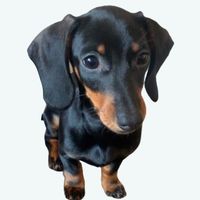 duggeethedachshund