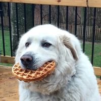 original sound
