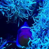 original sound - MusiclyDeclined