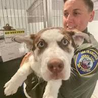 thewelfareofanimals