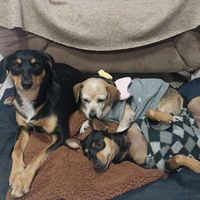 helenacarolinapinscher