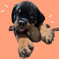 pekko_rottweiler