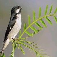 bigodeiro ficou caro kkk