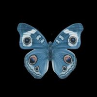 holly_moth