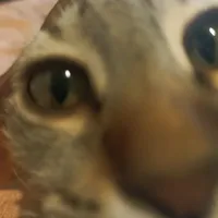 original sound - no_0ne1106