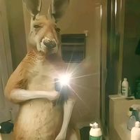 xst_canguro777