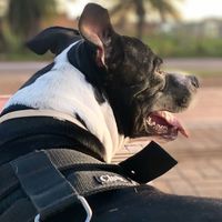 duquebaptistamartins