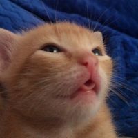 temmiethetacocat