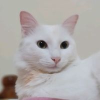 bichoubichou252