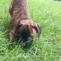 rubben.mon.chien