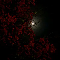 original sound - wiss_ak19