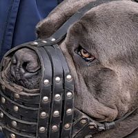 оригінальний звук