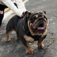 bulldog_ingles_exotic