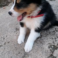 collie79