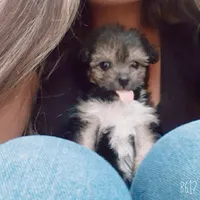 original sound - sdallan