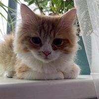 оригінальний звук