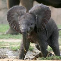 der..coole..exxfant
