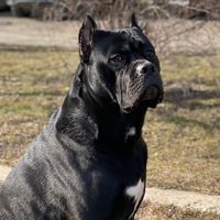 canecorso110