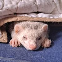 A Christmas Story Randy lay there like a slug