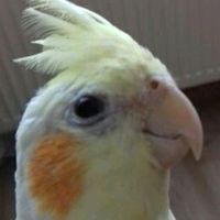 zako_wendy.tiel_