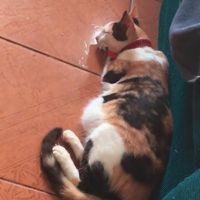 gatosbrocos