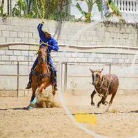 original sound - jv_performancehorses