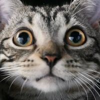 原聲 - 曼赤肯BOGI