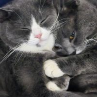 оригинальный звук