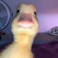 koltunayshcka