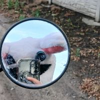 оригінальний звук