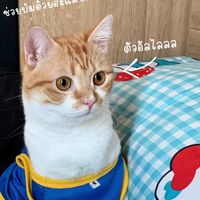 cpnngiaitri