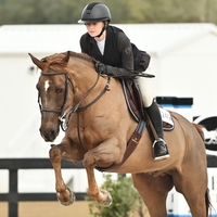 daisyhorseyspam