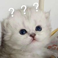 funnycat4u