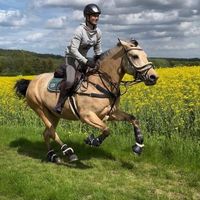 fpshowjumpinghorse_cessy
