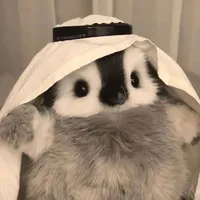 original sound - wocktartt