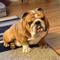 peterparkerthebulldog