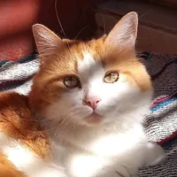 original sound - logantellezg