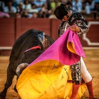 taurinoshastalamuerte