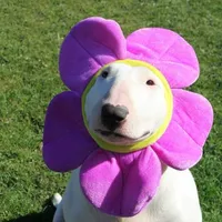 original sound - shakedefresaa