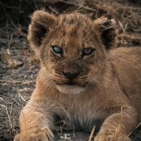 оригинальный звук