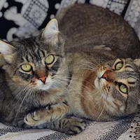 original sound - serungatoesduro