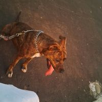 jtpitbul