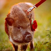 оригинальный звук