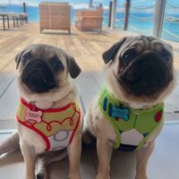 totoetetepugs